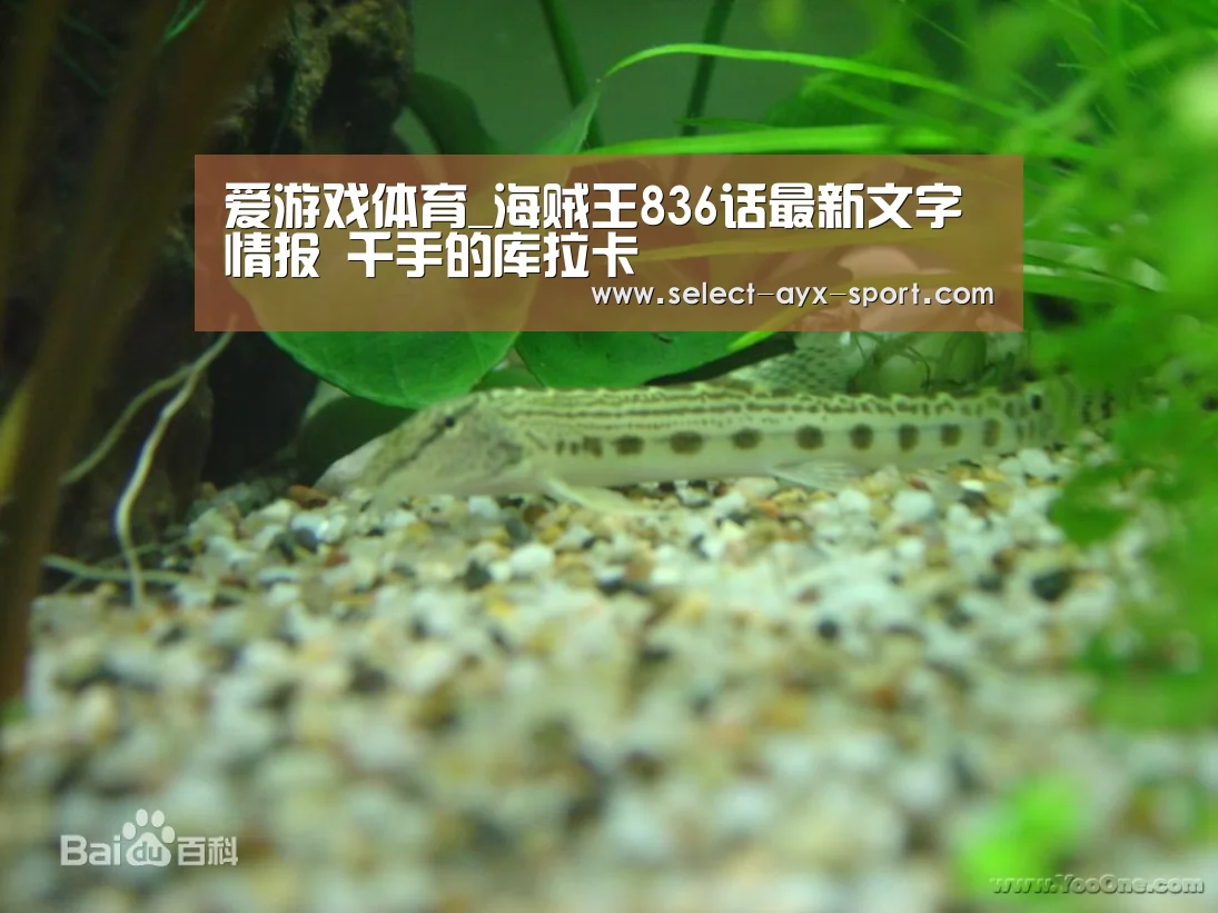 爱游戏体育_海贼王836话最新文字情报 千手的库拉卡(图2) 爱游戏